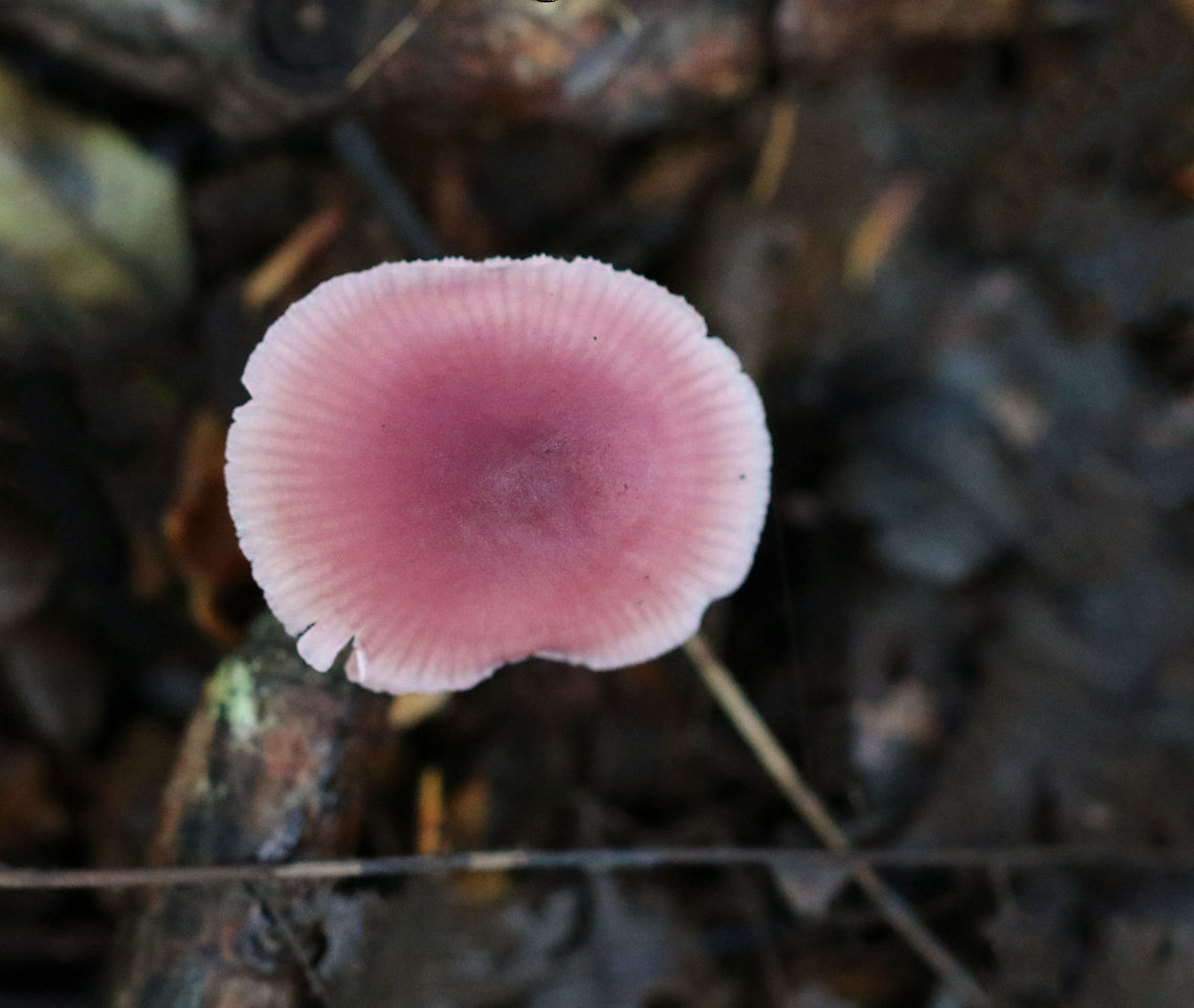 Rosy Bonnet - Mycena rosea Pink, flat, tacky cap with striate margins. Gills were white with frequent short gills. The stem was pale pink, long, and fragile.<br />
<br />
Habitat: Growing in a mixed forest<br />
<figure class="photo"><a href="https://www.jungledragon.com/image/84492/rosy_bonnet_-_mycena_rosea.html" title="Rosy Bonnet - Mycena rosea"><img src="https://s3.amazonaws.com/media.jungledragon.com/images/3232/84492_thumb.jpg?AWSAccessKeyId=05GMT0V3GWVNE7GGM1R2&Expires=1767225610&Signature=xkmHQvS5U3OeEBuxNpDuC6BBdwI%3D" width="200" height="140" alt="Rosy Bonnet - Mycena rosea Pink, flat, tacky cap with striate margins. Gills were white with frequent short gills. The stem was pale pink, long, and fragile.<br />
<br />
Habitat: Growing in a mixed forest<br />
https://www.jungledragon.com/image/84513/rosy_bonnet_-_mycena_rosea.html Geotagged,Mycena rosea,Rosy bonnet,Summer,United States,mycena,pink" /></a></figure> Geotagged,Mycena rosea,Rosy bonnet,Summer,United States