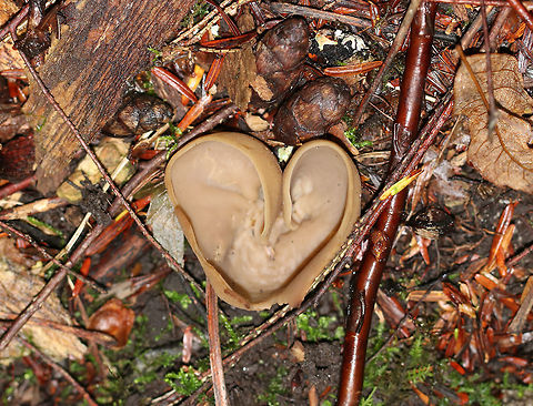 Cup Fungus - Peziza sp. The species of this fungus probably can't be determined without microscopy.

Habitat: Growing under eastern hemlock (Tsuga canadensis), probably on buried, wood.

*I rotated the photo 180 degrees so it would look like a heart.
https://www.jungledragon.com/image/84519/cup_fungus_-_peziza_sp.html Geotagged,Summer,United States,cup fungus,fungus,mushroom,peziza