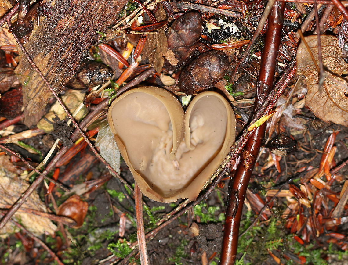 Cup Fungus - Peziza sp. The species of this fungus probably can&#039;t be determined without microscopy.<br />
<br />
Habitat: Growing under eastern hemlock (Tsuga canadensis), probably on buried, wood.<br />
<br />
*I rotated the photo 180 degrees so it would look like a heart.<br />
<figure class="photo"><a href="https://www.jungledragon.com/image/84518/cup_fungus_-_peziza_sp.html" title="Cup Fungus - Peziza sp."><img src="https://s3.amazonaws.com/media.jungledragon.com/images/3232/84518_thumb.jpg?AWSAccessKeyId=05GMT0V3GWVNE7GGM1R2&Expires=1759968010&Signature=2gFRujftsvIQGFqGemMUEpcMS4U%3D" width="200" height="154" alt="Cup Fungus - Peziza sp. The species of this fungus probably can&#039;t be determined without microscopy.<br />
<br />
Habitat: Growing under eastern hemlock (Tsuga canadensis), probably on buried, wood.<br />
<br />
*I rotated the photo 180 degrees so it would look like a heart.<br />
https://www.jungledragon.com/image/84519/cup_fungus_-_peziza_sp.html Geotagged,Summer,United States,cup fungus,fungus,mushroom,peziza" /></a></figure> Geotagged,Summer,United States