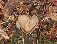 Cup Fungus - Peziza sp. The species of this fungus probably can't be determined without microscopy.<br />
<br />
Habitat: Growing under eastern hemlock (Tsuga canadensis), probably on buried, wood.<br />
<br />
*I rotated the photo 180 degrees so it would look like a heart.<br />
https://www.jungledragon.com/image/84518/cup_fungus_-_peziza_sp.html Geotagged,Summer,United States