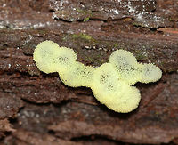 Slime Mold - Ceratiomyxa fruticulosa var. porioides I had to take so many photos of this slime with many different camera settings because it kept getting seriously over and under-exposed.  This image is probably the best one, and I reduced the brightness in photoshop by 50%!<br />
<br />
Habitat: Rotting wood<br />
<br />
https://www.jungledragon.com/image/84537/slime_mold_-_ceratiomyxa_fruticulosa_or_ceratiomyxa_porioides.html Ceratiomyxa fruticulosa,Ceratiomyxa fruticulosa var. porioides,Geotagged,Summer,United States,slime mold