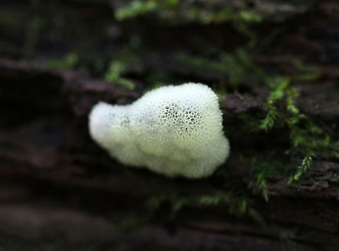 Slime Mold - Ceratiomyxa fruticulosa var. porioides I had to take so many photos of this slime with many different camera settings because it kept getting seriously over and under-exposed. This image is probably the best one, and I reduced the brightness in photoshop by 50%!

Habitat: Rotting wood
https://www.jungledragon.com/image/84534/slime_mold_-_ceratiomyxa_fruticulosa_or_ceratiomyxa_porioides.html Ceratiomyxa fruticulosa,Ceratiomyxa fruticulosa var. porioides,Geotagged,Summer,United States