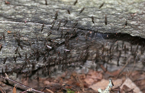 Crane Flies - Tipulidae I was sitting on the ground when I noticed all these crane flies that were stuck in a spider's web...and, more kept flying into it.  I'm not sure exactly what was going on, but my hypothesis is that these crane flies might have all just had a mass emergence from a nearby stump, were swarming to mate, and unfortunately, got stuck in this web.  

Habitat: Deciduous forest Geotagged,Summer,United States,crane flies,crane fly mass emergence,flies,mating crane flies,tipulidae