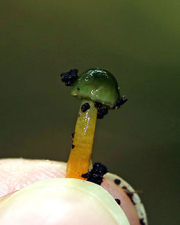 Parrot Toadstool - Gliophorus psittacinus As much as the intense sliminess of these mushrooms makes me squirm and practically gag, I still love them and think they are awesome. They are so hard to hold though - constantly slipping out of your fingers like a fish.

Caps were slimy, lined, and ranged in color from green to orange/yellow. The gills were orange, nearly distant, and had frequent short gills. The stipes were slimy and colors were green to yellow.

Habitat: Growing on the ground in a mixed forest - under eastern hemlock.
https://www.jungledragon.com/image/84547/parrot_toadstool_-_gliophorus_psittacinus.html Geotagged,Gliophorus psittacinus,Parrot Toadstool,Summer,United States