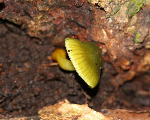 Parrot Toadstool - Gliophorus psittacinus Maybe I'm expecting too much from a mushroom, but I found this mushroom growing sideways at the bottom o a rotting stump. I would have expected it to straighten out and have the gills completely facing the ground so its spores would best be dispersed. But, I'm not a mushroom, and I'm assuming this mushroom "knows" better than I do.  


As much as the intense sliminess of these mushrooms makes me squirm and practically gag, I still love them and think they are awesome. They are so hard to hold though - constantly slipping out of your fingers like a fish.

Caps were slimy, lined, and ranged in color from green to orange/yellow. The gills were orange, nearly distant, and had frequent short gills. The stipes were slimy and colors were green to yellow.

Habitat: Growing on the ground, at the base of a stump, in a mixed forest - under eastern hemlock.
https://www.jungledragon.com/image/84543/parrot_toadstool_-_gliophorus_psittacinus.html Geotagged,Gliophorus psittacinus,Parrot Toadstool,Summer,United States
