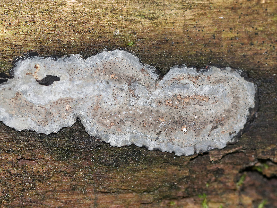 Unidentified Fungus Habitat: Growing on a decorticated, rotting log in a mixed forest<br />
<figure class="photo"><a href="https://www.jungledragon.com/image/84551/unidentified_fungus.html" title="Unidentified Fungus"><img src="https://s3.amazonaws.com/media.jungledragon.com/images/3232/84551_thumb.jpg?AWSAccessKeyId=05GMT0V3GWVNE7GGM1R2&Expires=1759968010&Signature=FhUTluhEXjbPrf5xQma4y6pyQKc%3D" width="200" height="164" alt="Unidentified Fungus Habitat: Growing on a decorticated, rotting log in a mixed forest<br />
https://www.jungledragon.com/image/84550/unidentified_fungus.html Fungus,Geotagged,Summer,United States" /></a></figure> Geotagged,Summer,United States,fungus