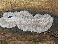 Unidentified Fungus Habitat: Growing on a decorticated, rotting log in a mixed forest<br />
https://www.jungledragon.com/image/84551/unidentified_fungus.html Geotagged,Summer,United States,fungus