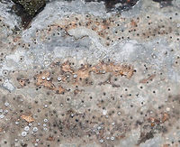 Unidentified Fungus Habitat: Growing on a decorticated, rotting log in a mixed forest<br />
https://www.jungledragon.com/image/84550/unidentified_fungus.html Fungus,Geotagged,Summer,United States