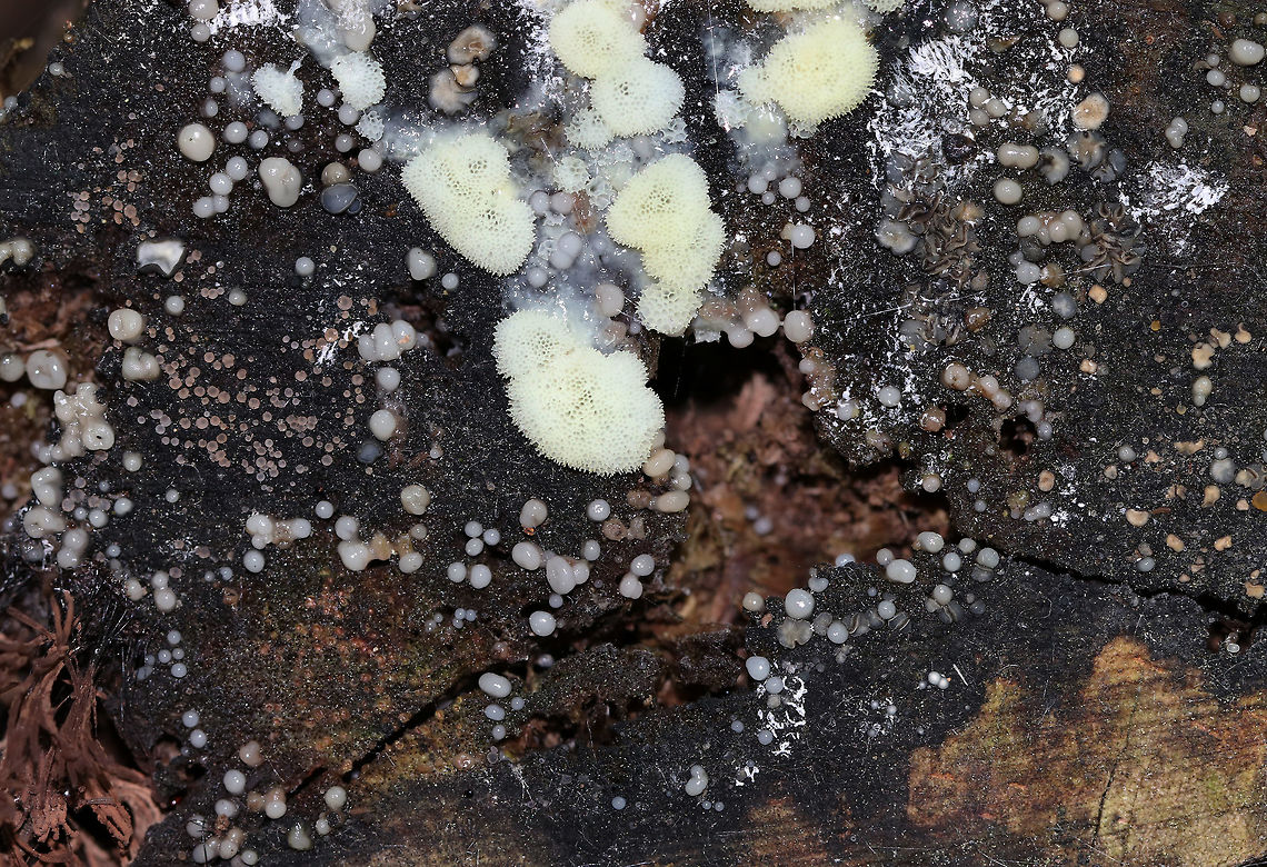 Slime Mold - Ceratiomyxa fruticulosa var. porioides I've identified this as Ceratiomyxa fruticulosa var. porioides, but there are so many things growing on the cut end of this log! Slime molds in various stages and cup fungi at the very least!<br />
<br />
Habitat: Mixed forest Fungus,Geotagged,Summer,United States,slime mold