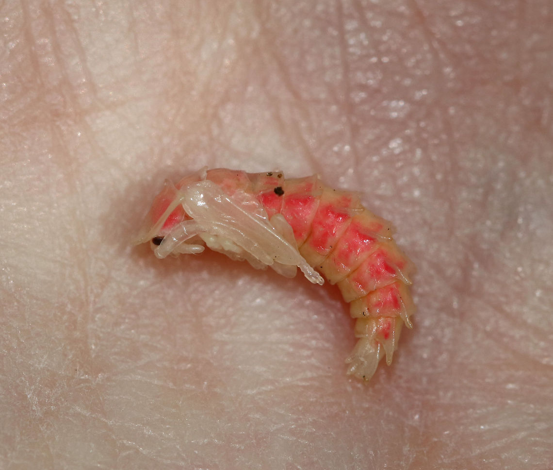 Firefly Pupa - Family Lampyridae This was such a cool find - my first firefly pupa! <br />
<br />
Habitat: Under rotting wood in a deciduous forest.<br />
<figure class="photo"><a href="https://www.jungledragon.com/image/84627/firefly_pupa_-_family_lampyridae.html" title="Firefly Pupa - Family Lampyridae"><img src="https://s3.amazonaws.com/media.jungledragon.com/images/3232/84627_thumb.jpg?AWSAccessKeyId=05GMT0V3GWVNE7GGM1R2&Expires=1759968010&Signature=G8I4XnJ2unvUITUuT6%2FhsDq7Hz0%3D" width="136" height="152" alt="Firefly Pupa - Family Lampyridae This was such a cool find - my first firefly pupa!<br />
<br />
Habitat: Under rotting wood in a deciduous forest.<br />
https://www.jungledragon.com/image/84626/firefly_pupa_-_family_lampyridae.html Geotagged,Summer,United States" /></a></figure> Family Lampyridae,Firefly,Geotagged,Summer,United States,firefly pupa,lampyridae,pupa