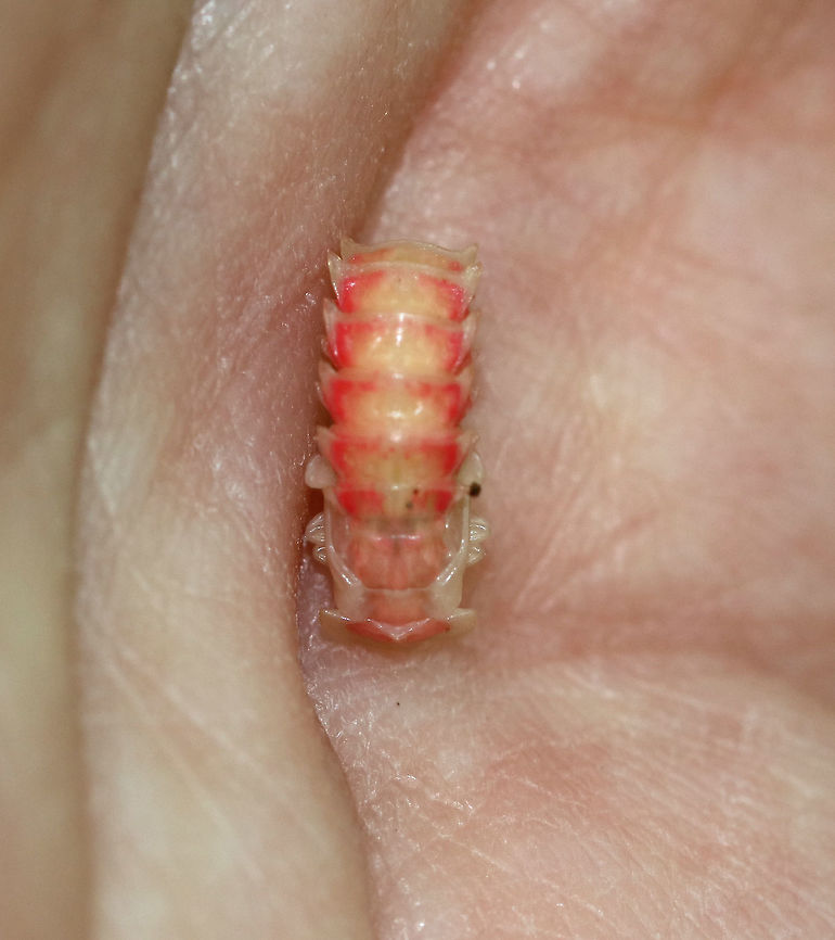 Firefly Pupa - Family Lampyridae This was such a cool find - my first firefly pupa!<br />
<br />
Habitat: Under rotting wood in a deciduous forest.<br />
<figure class="photo"><a href="https://www.jungledragon.com/image/84626/firefly_pupa_-_family_lampyridae.html" title="Firefly Pupa - Family Lampyridae"><img src="https://s3.amazonaws.com/media.jungledragon.com/images/3232/84626_thumb.jpg?AWSAccessKeyId=05GMT0V3GWVNE7GGM1R2&Expires=1759968010&Signature=S7kG6nojATYZbN7Y%2B2t9TmU04sQ%3D" width="200" height="170" alt="Firefly Pupa - Family Lampyridae This was such a cool find - my first firefly pupa! <br />
<br />
Habitat: Under rotting wood in a deciduous forest.<br />
https://www.jungledragon.com/image/84627/firefly_pupa_-_family_lampyridae.html Family Lampyridae,Firefly,Geotagged,Summer,United States,firefly pupa,lampyridae,pupa" /></a></figure> Geotagged,Summer,United States