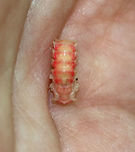 Firefly Pupa - Family Lampyridae This was such a cool find - my first firefly pupa!<br />
<br />
Habitat: Under rotting wood in a deciduous forest.<br />
https://www.jungledragon.com/image/84626/firefly_pupa_-_family_lampyridae.html Geotagged,Summer,United States
