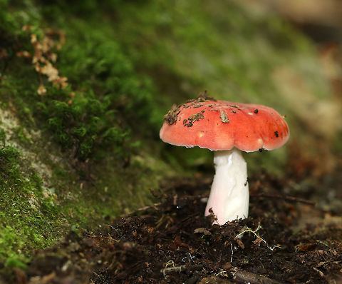 Rosy Russula - Russula rosea Pale reddish cap with orange tinge and some yellowish spots. It had a soft, velvety texture. Stipe was white with a pink flush near the base. White gills with some brownish spots – from bruising maybe? 

Habitat: Mixed forest. Geotagged,Rosy russula,Russula rosea,Summer,United States,fungus,mushroom,russula