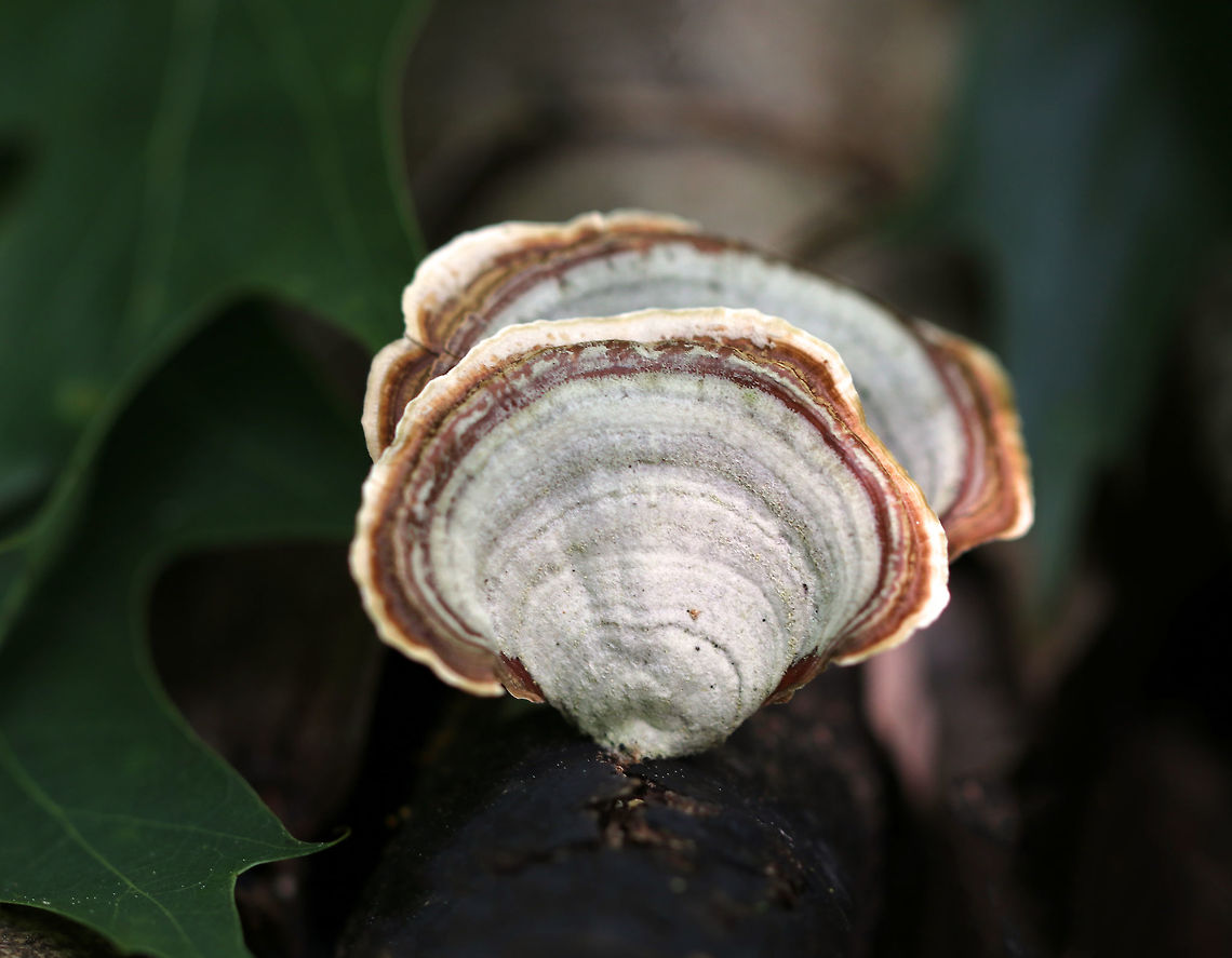 False Turkey Tail - Stereum ostrea Fan-shaped fruiting bodies that were smooth and had concentric zones of color. <br />
<br />
Habitat: Spotted on rotting wood in a deciduous forest<br />
<figure class="photo"><a href="https://www.jungledragon.com/image/84630/false_turkey_tail_-_stereum_ostrea.html" title="False Turkey Tail - Stereum ostrea"><img src="https://s3.amazonaws.com/media.jungledragon.com/images/3232/84630_thumb.jpg?AWSAccessKeyId=05GMT0V3GWVNE7GGM1R2&Expires=1770854410&Signature=bdkeZ1b3N3sKLq8JPtRHBkRhJE0%3D" width="200" height="146" alt="False Turkey Tail - Stereum ostrea Fan-shaped fruiting bodies that were smooth and had concentric zones of color.<br />
<br />
Habitat: Spotted on rotting wood in a deciduous forest<br />
https://www.jungledragon.com/image/84629/false_turkey_tail_-_stereum_ostrea.html False turkey-tail,Geotagged,Stereum ostrea,Summer,United States" /></a></figure> False turkey-tail,Geotagged,Stereum ostrea,Summer,United States