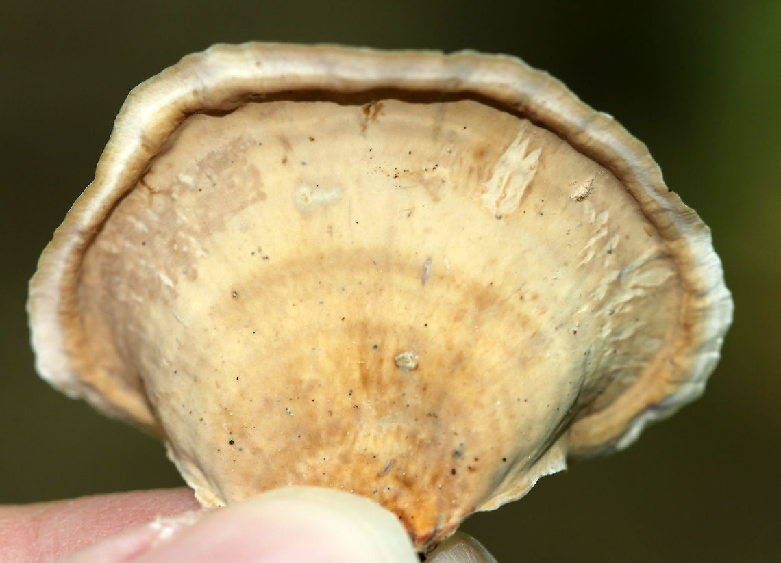 False Turkey Tail - Stereum ostrea Fan-shaped fruiting bodies that were smooth and had concentric zones of color.<br />
<br />
Habitat: Spotted on rotting wood in a deciduous forest<br />
<figure class="photo"><a href="https://www.jungledragon.com/image/84629/false_turkey_tail_-_stereum_ostrea.html" title="False Turkey Tail - Stereum ostrea"><img src="https://s3.amazonaws.com/media.jungledragon.com/images/3232/84629_thumb.jpg?AWSAccessKeyId=05GMT0V3GWVNE7GGM1R2&Expires=1759968010&Signature=jBjY0Eqsh8icO3%2Bjj919dpnvhsM%3D" width="200" height="156" alt="False Turkey Tail - Stereum ostrea Fan-shaped fruiting bodies that were smooth and had concentric zones of color. <br />
<br />
Habitat: Spotted on rotting wood in a deciduous forest<br />
https://www.jungledragon.com/image/84630/false_turkey_tail_-_stereum_ostrea.html False turkey-tail,Geotagged,Stereum ostrea,Summer,United States" /></a></figure> False turkey-tail,Geotagged,Stereum ostrea,Summer,United States