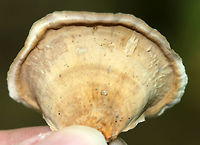 False Turkey Tail - Stereum ostrea Fan-shaped fruiting bodies that were smooth and had concentric zones of color.<br />
<br />
Habitat: Spotted on rotting wood in a deciduous forest<br />
https://www.jungledragon.com/image/84629/false_turkey_tail_-_stereum_ostrea.html False turkey-tail,Geotagged,Stereum ostrea,Summer,United States