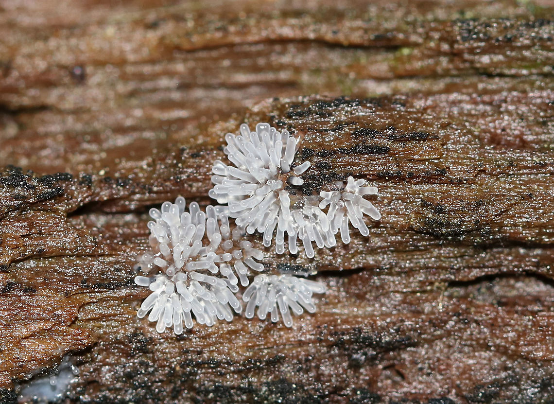 Coral Slime Mold - Ceratiomyxa fruticulosa Immature fruiting bodies that were 0.5-1 mm wide.<br />
<br />
Habitat: Growing in clusters on rotting wood in a deciduous forest Ceratiomyxa fruticulosa,Geotagged,Summer,United States,slime,slime mold