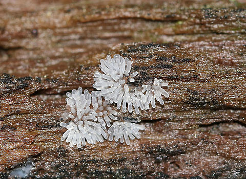 Coral Slime Mold - Ceratiomyxa fruticulosa Immature fruiting bodies that were 0.5-1 mm wide.

Habitat: Growing in clusters on rotting wood in a deciduous forest Ceratiomyxa fruticulosa,Geotagged,Summer,United States,slime,slime mold