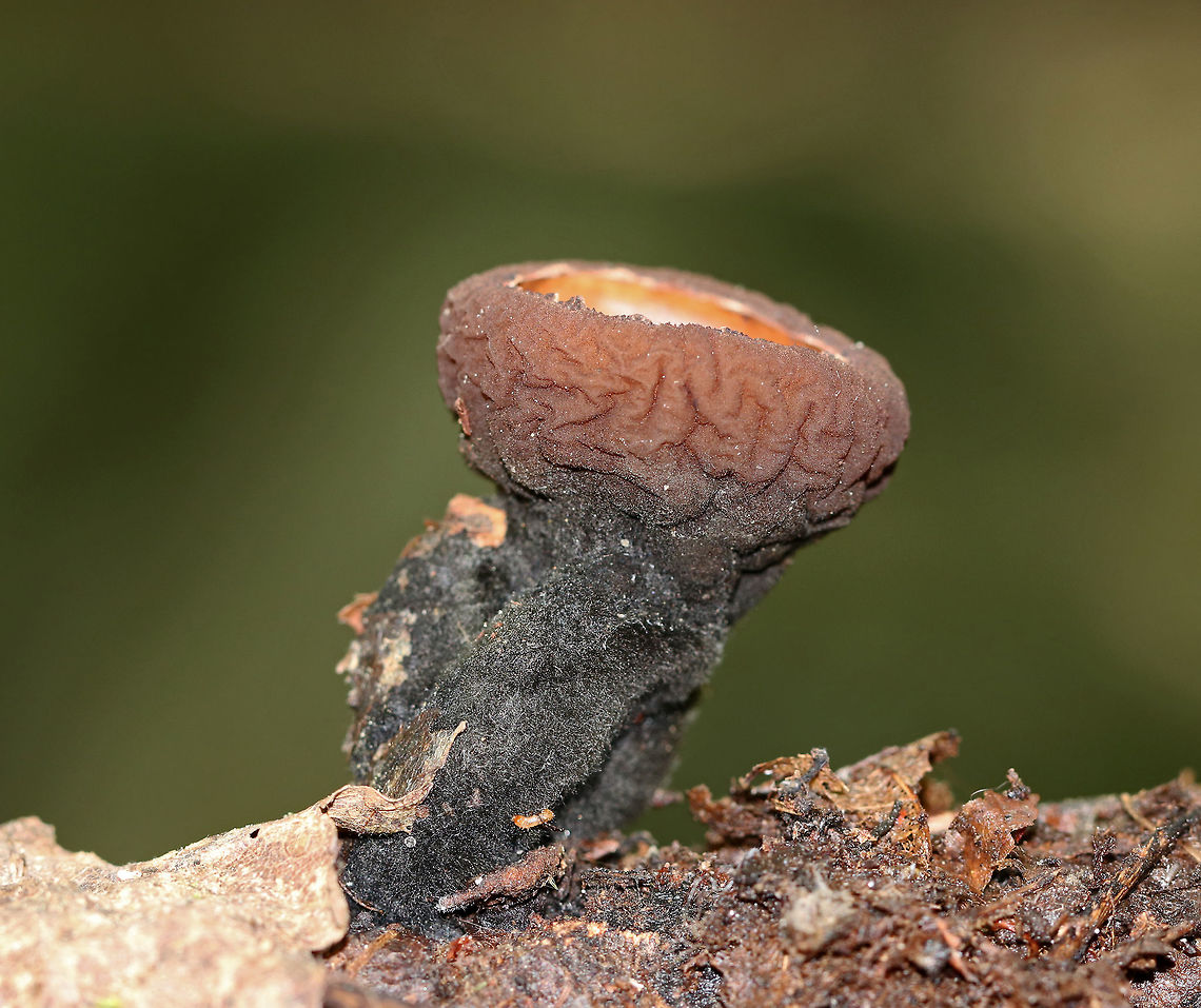 Peanut Butter Cup Fungi - Galiella rufa Cup fungus that resembles a peanut butter cup! The cup is closed at first, but then opens to form a shallow cup. The outer surface is blackish brown while the inner surface is tan-ish brown. These have been so common this year.<br />
<br />
Habitat: Growing in clusters on a rotting log in a deciduous forest. Galiella rufa,Geotagged,Peanut Butter Cup Fungus,Summer,United States