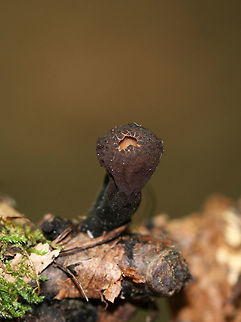 Peanut Butter Cup Fungi - Galiella rufa 
Cup fungus that resembles a peanut butter cup! The cup is closed at first, but then opens to form a shallow cup. The outer surface is blackish brown while the inner surface is tan-ish brown. These have been so common this year.

Habitat: Growing in clusters on a rotting log in a deciduous forest. Galiella rufa,Geotagged,Peanut Butter Cup Fungus,Summer,United States