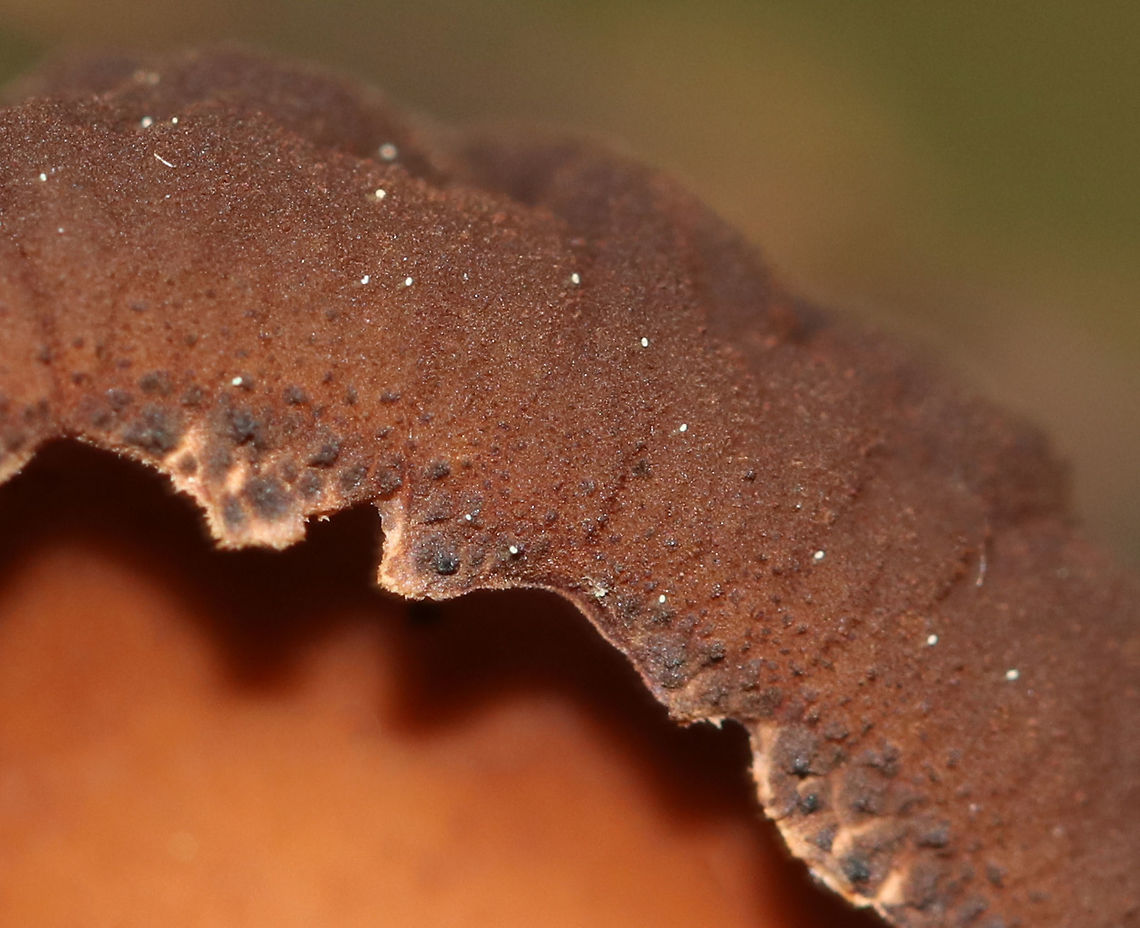 Peanut Butter Cup Fungi - Galiella rufa Cup fungus that resembles a peanut butter cup! The cup is closed at first, but then opens to form a shallow cup. The outer surface is blackish brown while the inner surface is tan-ish brown. These have been so common this year.<br />
<br />
Habitat: Growing in clusters on a rotting log in a deciduous forest. Galiella rufa,Geotagged,Peanut Butter Cup Fungus,Summer,United States