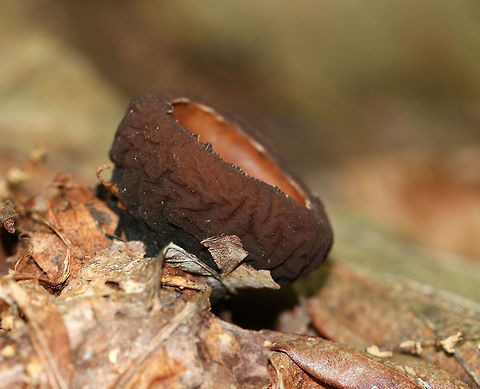 Peanut Butter Cup Fungi - Galiella rufa 
Cup fungus that resembles a peanut butter cup! The cup is closed at first, but then opens to form a shallow cup. The outer surface is blackish brown while the inner surface is tan-ish brown. These have been so common this year.

Habitat: Growing in clusters on a rotting log in a deciduous forest. Galiella rufa,Geotagged,Peanut Butter Cup Fungus,Summer,United States