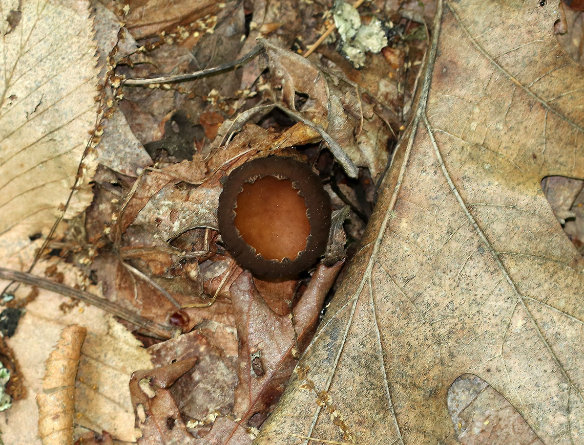 Peanut Butter Cup Fungi - Galiella rufa Cup fungus that resembles a peanut butter cup! The cup is closed at first, but then opens to form a shallow cup. The outer surface is blackish brown while the inner surface is tan-ish brown. These have been so common this year.<br />
<br />
Habitat: Growing in clusters on a rotting log in a deciduous forest. Galiella rufa,Geotagged,Peanut Butter Cup Fungus,Summer,United States
