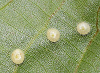 Hickory Placenta Gall Midge - Caryomyia thompsoni Habitat: Hickory leaves <br />
https://www.jungledragon.com/image/84656/globular_galls_underside_-_phylloxera_sp.html<br />
https://www.jungledragon.com/image/84655/globular_gall_-_phylloxera_sp.html Caryomyia,Caryomyia thompsoni,Geotagged,Summer,United States,gall,globular gall,hickory gall