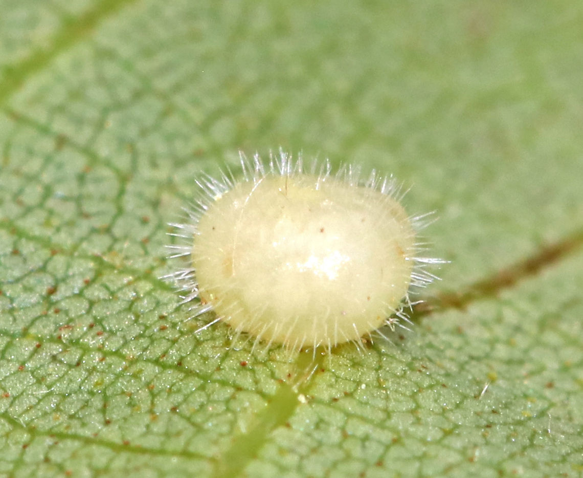 Hickory Placenta Gall Midge - Caryomyia thompsoni Habitat: Hickory leaves<br />
<figure class="photo"><a href="https://www.jungledragon.com/image/84654/hickory_placenta_gall_midge_-_caryomyia_thompsoni.html" title="Hickory Placenta Gall Midge - Caryomyia thompsoni"><img src="https://s3.amazonaws.com/media.jungledragon.com/images/3232/84654_thumb.jpg?AWSAccessKeyId=05GMT0V3GWVNE7GGM1R2&Expires=1770854410&Signature=Y1AMR1OSKATsyoubCaiTxj0C7AY%3D" width="200" height="146" alt="Hickory Placenta Gall Midge - Caryomyia thompsoni Habitat: Hickory leaves <br />
https://www.jungledragon.com/image/84656/globular_galls_underside_-_phylloxera_sp.html<br />
https://www.jungledragon.com/image/84655/globular_gall_-_phylloxera_sp.html Caryomyia,Caryomyia thompsoni,Geotagged,Summer,United States,gall,globular gall,hickory gall" /></a></figure><br />
<figure class="photo"><a href="https://www.jungledragon.com/image/84656/hickory_placenta_gall_midge_-_caryomyia_thompsoni.html" title="Hickory Placenta Gall Midge - Caryomyia thompsoni"><img src="https://s3.amazonaws.com/media.jungledragon.com/images/3232/84656_thumb.jpg?AWSAccessKeyId=05GMT0V3GWVNE7GGM1R2&Expires=1770854410&Signature=517rYs7BRfkkJNI1asvfUdIdVnI%3D" width="200" height="142" alt="Hickory Placenta Gall Midge - Caryomyia thompsoni Habitat: Hickory leaves<br />
https://www.jungledragon.com/image/84654/globular_galls_-_phylloxera_sp.html<br />
https://www.jungledragon.com/image/84655/globular_gall_-_phylloxera_sp.html<br />
<br />
 Caryomyia,Caryomyia thompsoni,Geotagged,Hickory Placenta Gall Midge,Summer,United States" /></a></figure> Caryomyia,Caryomyia thompsoni,Geotagged,Hickory Placenta Gall Midge,Summer,United States