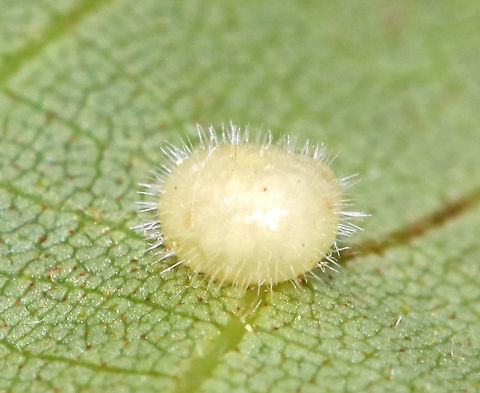 Hickory Placenta Gall Midge - Caryomyia thompsoni Habitat: Hickory leaves
https://www.jungledragon.com/image/84654/globular_galls_-_phylloxera_sp.html
https://www.jungledragon.com/image/84656/globular_galls_underside_-_phylloxera_sp.html Caryomyia,Caryomyia thompsoni,Geotagged,Hickory Placenta Gall Midge,Summer,United States