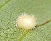 Hickory Placenta Gall Midge - Caryomyia thompsoni Habitat: Hickory leaves<br />
https://www.jungledragon.com/image/84654/globular_galls_-_phylloxera_sp.html<br />
https://www.jungledragon.com/image/84656/globular_galls_underside_-_phylloxera_sp.html Caryomyia,Caryomyia thompsoni,Geotagged,Hickory Placenta Gall Midge,Summer,United States