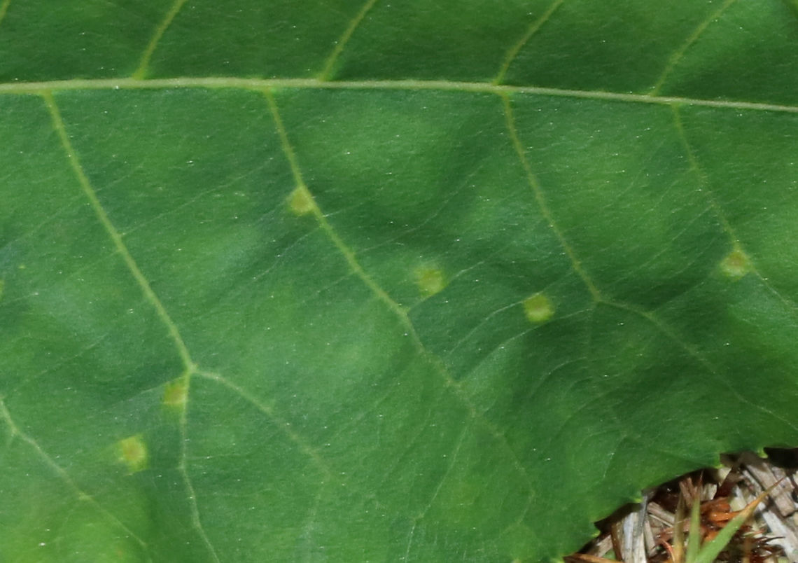 Hickory Placenta Gall Midge - Caryomyia thompsoni Habitat: Hickory leaves<br />
<figure class="photo"><a href="https://www.jungledragon.com/image/84654/hickory_placenta_gall_midge_-_caryomyia_thompsoni.html" title="Hickory Placenta Gall Midge - Caryomyia thompsoni"><img src="https://s3.amazonaws.com/media.jungledragon.com/images/3232/84654_thumb.jpg?AWSAccessKeyId=05GMT0V3GWVNE7GGM1R2&Expires=1770854410&Signature=Y1AMR1OSKATsyoubCaiTxj0C7AY%3D" width="200" height="146" alt="Hickory Placenta Gall Midge - Caryomyia thompsoni Habitat: Hickory leaves <br />
https://www.jungledragon.com/image/84656/globular_galls_underside_-_phylloxera_sp.html<br />
https://www.jungledragon.com/image/84655/globular_gall_-_phylloxera_sp.html Caryomyia,Caryomyia thompsoni,Geotagged,Summer,United States,gall,globular gall,hickory gall" /></a></figure><br />
<figure class="photo"><a href="https://www.jungledragon.com/image/84655/hickory_placenta_gall_midge_-_caryomyia_thompsoni.html" title="Hickory Placenta Gall Midge - Caryomyia thompsoni"><img src="https://s3.amazonaws.com/media.jungledragon.com/images/3232/84655_thumb.jpg?AWSAccessKeyId=05GMT0V3GWVNE7GGM1R2&Expires=1770854410&Signature=e%2B0iIRtaPLZSofJ%2FUmimuEHK4ZI%3D" width="200" height="164" alt="Hickory Placenta Gall Midge - Caryomyia thompsoni Habitat: Hickory leaves<br />
https://www.jungledragon.com/image/84654/globular_galls_-_phylloxera_sp.html<br />
https://www.jungledragon.com/image/84656/globular_galls_underside_-_phylloxera_sp.html Caryomyia,Caryomyia thompsoni,Geotagged,Hickory Placenta Gall Midge,Summer,United States" /></a></figure><br />
<br />
 Caryomyia,Caryomyia thompsoni,Geotagged,Hickory Placenta Gall Midge,Summer,United States