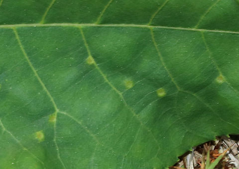 Hickory Placenta Gall Midge - Caryomyia thompsoni Habitat: Hickory leaves
https://www.jungledragon.com/image/84654/globular_galls_-_phylloxera_sp.html
https://www.jungledragon.com/image/84655/globular_gall_-_phylloxera_sp.html

 Caryomyia,Caryomyia thompsoni,Geotagged,Hickory Placenta Gall Midge,Summer,United States