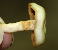 Mushroom - Unidentified, Possibly Pholiota sp. or Galerina sp. Habitat: Growing on a mossy log in a mixed forest.<br />
https://www.jungledragon.com/image/84658/mushroom_-_unidentified_possibly_pholiota_sp._or_galerina_sp.html Geotagged,Summer,United States