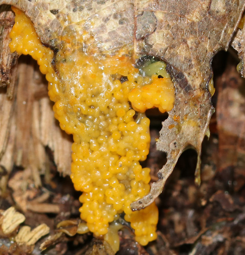 Slime Mold This slime mold was small, but vibrant! It looked like a cross between macaroni and cheese and tapioca.<br />
<br />
Habitat: Growing in the leaf litter, on the ground, in a deciduous forest.<br />
<figure class="photo"><a href="https://www.jungledragon.com/image/84662/slime_mold.html" title="Slime Mold"><img src="https://s3.amazonaws.com/media.jungledragon.com/images/3232/84662_thumb.jpg?AWSAccessKeyId=05GMT0V3GWVNE7GGM1R2&Expires=1759968010&Signature=WN6sV4Bs8Nusuh2jz0nF%2B0w8P3Y%3D" width="200" height="158" alt="Slime Mold This slime mold was small, but vibrant! It looked like a cross between macaroni and cheese and tapioca.<br />
<br />
Habitat: Growing in the leaf litter, on the ground, in a deciduous forest.<br />
https://www.jungledragon.com/image/84661/slime_mold.html<br />
https://www.jungledragon.com/image/84660/slime_mold.html Geotagged,Summer,United States" /></a></figure><br />
<figure class="photo"><a href="https://www.jungledragon.com/image/84661/slime_mold.html" title="Slime Mold"><img src="https://s3.amazonaws.com/media.jungledragon.com/images/3232/84661_thumb.jpg?AWSAccessKeyId=05GMT0V3GWVNE7GGM1R2&Expires=1759968010&Signature=QiJg745KM88NKP4mfK8W3pO7vQU%3D" width="200" height="134" alt="Slime Mold This slime mold was small, but vibrant! It looked like a cross between macaroni and cheese and tapioca.<br />
<br />
Habitat: Growing in the leaf litter, on the ground, in a deciduous forest.<br />
https://www.jungledragon.com/image/84662/slime_mold.html<br />
https://www.jungledragon.com/image/84660/slime_mold.html Geotagged,Summer,United States,slime mold" /></a></figure> Geotagged,Summer,United States,slime,slime mold