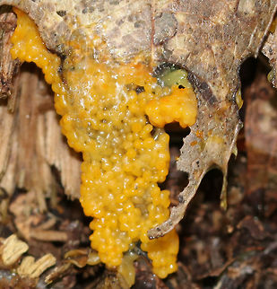 Slime Mold This slime mold was small, but vibrant! It looked like a cross between macaroni and cheese and tapioca.

Habitat: Growing in the leaf litter, on the ground, in a deciduous forest.
https://www.jungledragon.com/image/84662/slime_mold.html
https://www.jungledragon.com/image/84661/slime_mold.html Geotagged,Summer,United States,slime,slime mold