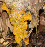 Slime Mold This slime mold was small, but vibrant! It looked like a cross between macaroni and cheese and tapioca.<br />
<br />
Habitat: Growing in the leaf litter, on the ground, in a deciduous forest.<br />
https://www.jungledragon.com/image/84662/slime_mold.html<br />
https://www.jungledragon.com/image/84661/slime_mold.html Geotagged,Summer,United States,slime,slime mold