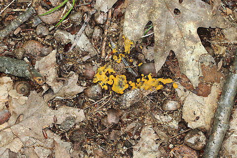 Slime Mold This slime mold was small, but vibrant! It looked like a cross between macaroni and cheese and tapioca.

Habitat: Growing in the leaf litter, on the ground, in a deciduous forest.
https://www.jungledragon.com/image/84662/slime_mold.html
https://www.jungledragon.com/image/84660/slime_mold.html Geotagged,Summer,United States,slime mold