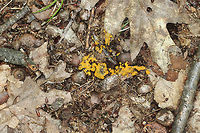 Slime Mold This slime mold was small, but vibrant! It looked like a cross between macaroni and cheese and tapioca.<br />
<br />
Habitat: Growing in the leaf litter, on the ground, in a deciduous forest.<br />
https://www.jungledragon.com/image/84662/slime_mold.html<br />
https://www.jungledragon.com/image/84660/slime_mold.html Geotagged,Summer,United States,slime mold