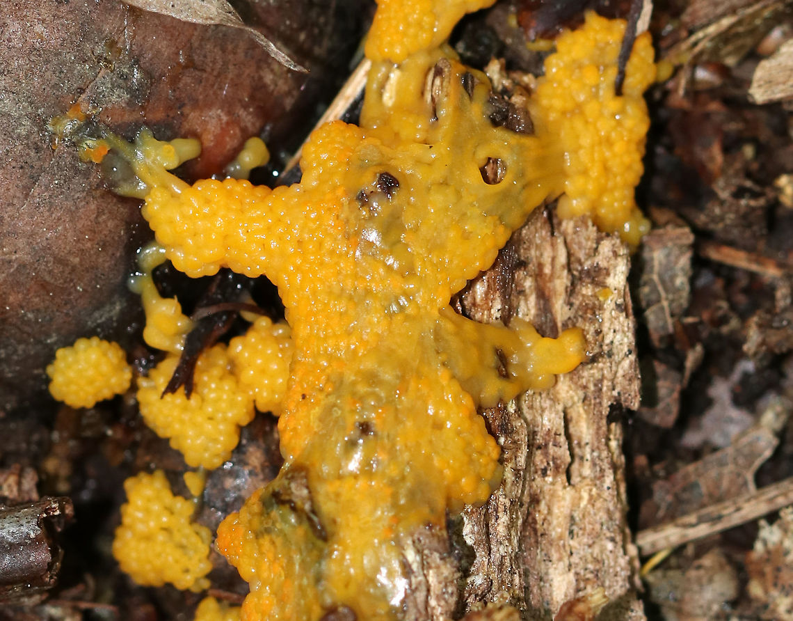 Slime Mold This slime mold was small, but vibrant! It looked like a cross between macaroni and cheese and tapioca.<br />
<br />
Habitat: Growing in the leaf litter, on the ground, in a deciduous forest.<br />
<figure class="photo"><a href="https://www.jungledragon.com/image/84661/slime_mold.html" title="Slime Mold"><img src="https://s3.amazonaws.com/media.jungledragon.com/images/3232/84661_thumb.jpg?AWSAccessKeyId=05GMT0V3GWVNE7GGM1R2&Expires=1770854410&Signature=orbM93Eetetd6Ykq%2FyiparbQmyI%3D" width="200" height="134" alt="Slime Mold This slime mold was small, but vibrant! It looked like a cross between macaroni and cheese and tapioca.<br />
<br />
Habitat: Growing in the leaf litter, on the ground, in a deciduous forest.<br />
https://www.jungledragon.com/image/84662/slime_mold.html<br />
https://www.jungledragon.com/image/84660/slime_mold.html Geotagged,Summer,United States,slime mold" /></a></figure><br />
<figure class="photo"><a href="https://www.jungledragon.com/image/84660/slime_mold.html" title="Slime Mold"><img src="https://s3.amazonaws.com/media.jungledragon.com/images/3232/84660_thumb.jpg?AWSAccessKeyId=05GMT0V3GWVNE7GGM1R2&Expires=1770854410&Signature=7Wh0mmLRGcUKGvNtzjshHnlM89s%3D" width="148" height="152" alt="Slime Mold This slime mold was small, but vibrant! It looked like a cross between macaroni and cheese and tapioca.<br />
<br />
Habitat: Growing in the leaf litter, on the ground, in a deciduous forest.<br />
https://www.jungledragon.com/image/84662/slime_mold.html<br />
https://www.jungledragon.com/image/84661/slime_mold.html Geotagged,Summer,United States,slime,slime mold" /></a></figure> Geotagged,Summer,United States