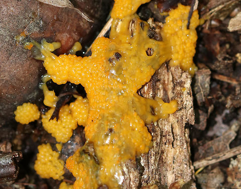 Slime Mold This slime mold was small, but vibrant! It looked like a cross between macaroni and cheese and tapioca.

Habitat: Growing in the leaf litter, on the ground, in a deciduous forest.
https://www.jungledragon.com/image/84661/slime_mold.html
https://www.jungledragon.com/image/84660/slime_mold.html Geotagged,Summer,United States