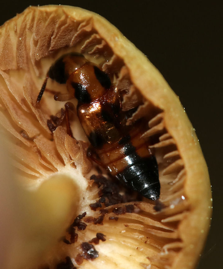 Oxyporus quinquemaculatus These beetles can be found on mushrooms in late spring.<br />
<br />
Habitat: Feasting on an unidentified mushroom in a deciduous forest. Geotagged,Oxyporus,Oxyporus quinquemaculatus,Summer,United States,beetle,rove beetle