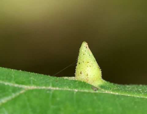 Witch Hazel Cone Gall Aphid - Hormaphis hamamelidis These galls are caused by tiny aphids. Their host is Witch Hazel (Hamamelis virginiana).

Habitat: Witch hazel leaves in a deciduous forest Geotagged,Hormaphis hamamelidis,Summer,United States,Witch-hazel cone gall aphid,gall