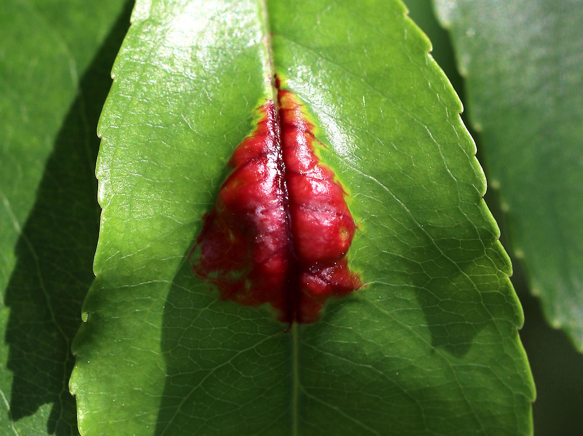Taphrina farlowii Fungus on Black Cherry Leaf <br />
Habitat: On a  Prunus serotina leaf<br />
<figure class="photo"><a href="https://www.jungledragon.com/image/84672/taphrina_farlowii_fungus_on_black_cherry_leaf.html" title="Taphrina farlowii Fungus on Black Cherry Leaf"><img src="https://s3.amazonaws.com/media.jungledragon.com/images/3232/84672_thumb.jpg?AWSAccessKeyId=05GMT0V3GWVNE7GGM1R2&Expires=1759968010&Signature=AH0U%2Bb4Vh2d65VviE3pbYy7FWAs%3D" width="118" height="152" alt="Taphrina farlowii Fungus on Black Cherry Leaf Habitat: On a Prunus serotina leaf<br />
https://www.jungledragon.com/image/84670/taphrina_sp._fungus_on_black_cherry_leaf.html<br />
https://www.jungledragon.com/image/84671/taphrina_sp._fungus_on_black_cherry_leaf.html Geotagged,Summer,Taphrina farlowii,United States" /></a></figure><br />
<figure class="photo"><a href="https://www.jungledragon.com/image/84671/taphrina_farlowii_on_black_cherry_leaf.html" title="Taphrina farlowii on Black Cherry Leaf"><img src="https://s3.amazonaws.com/media.jungledragon.com/images/3232/84671_thumb.jpg?AWSAccessKeyId=05GMT0V3GWVNE7GGM1R2&Expires=1759968010&Signature=PX6wyBqQQWn%2BFLDLXJvDOl21t4Y%3D" width="200" height="178" alt="Taphrina farlowii on Black Cherry Leaf Habitat: On a Prunus serotina leaf<br />
https://www.jungledragon.com/image/84670/taphrina_sp._fungus_on_black_cherry_leaf.html<br />
https://www.jungledragon.com/image/84672/taphrina_sp._fungus_on_black_cherry_leaf.html Geotagged,Summer,Taphrina farlowii,United States" /></a></figure> Geotagged,Prunus,Prunus serotina,Summer,Taphrina,Taphrina farlowii,United States