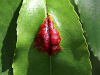 Taphrina farlowii Fungus on Black Cherry Leaf <br />
Habitat: On a  Prunus serotina leaf<br />
https://www.jungledragon.com/image/84672/taphrina_sp._fungus_on_black_cherry_leaf.html<br />
https://www.jungledragon.com/image/84671/taphrina_sp._fungus_on_black_cherry_leaf.html Geotagged,Prunus,Prunus serotina,Summer,Taphrina,Taphrina farlowii,United States
