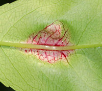 Taphrina farlowii on Black Cherry Leaf Habitat: On a Prunus serotina leaf<br />
https://www.jungledragon.com/image/84670/taphrina_sp._fungus_on_black_cherry_leaf.html<br />
https://www.jungledragon.com/image/84672/taphrina_sp._fungus_on_black_cherry_leaf.html Geotagged,Summer,Taphrina farlowii,United States