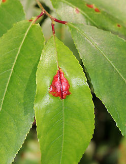Taphrina farlowii Fungus on Black Cherry Leaf Habitat: On a Prunus serotina leaf
https://www.jungledragon.com/image/84670/taphrina_sp._fungus_on_black_cherry_leaf.html
https://www.jungledragon.com/image/84671/taphrina_sp._fungus_on_black_cherry_leaf.html Geotagged,Summer,Taphrina farlowii,United States