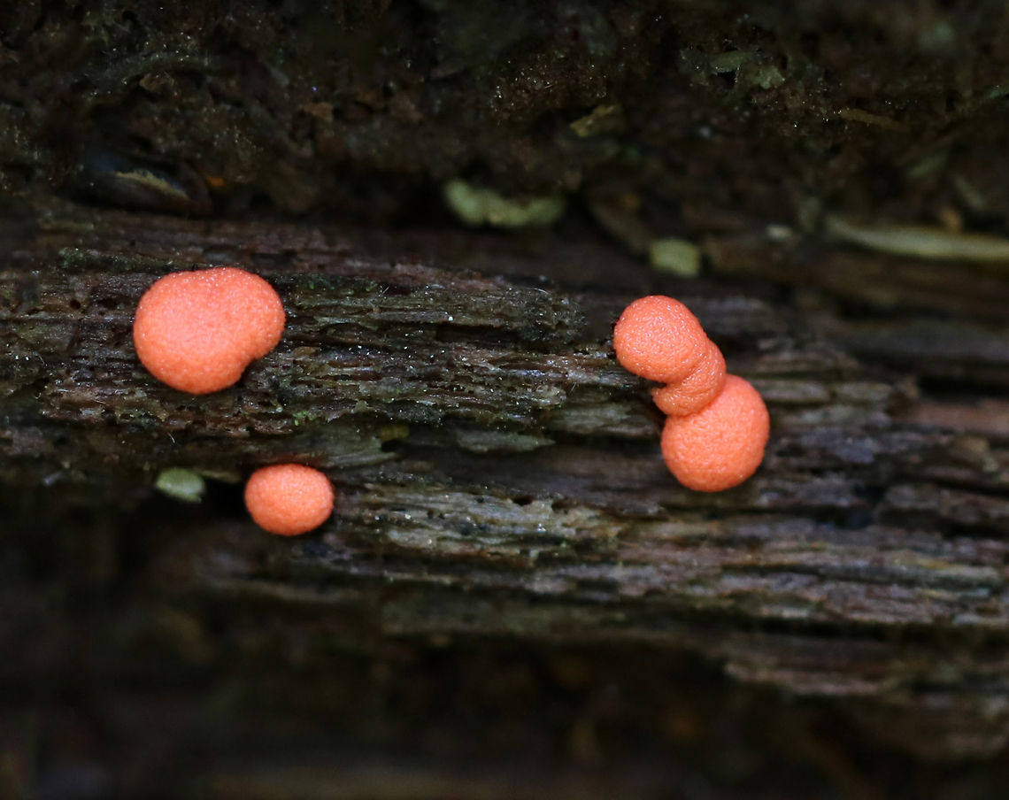 Wolf's Milk - Lycogala epidendrum Habitat: Growing on rotting wood in a deciduous forest Geotagged,Lycogala epidendrum,Summer,United States,Wolf's milk,slime mold