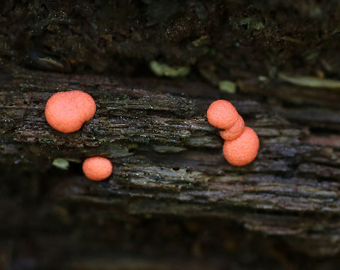 Wolf's Milk - Lycogala epidendrum Habitat: Growing on rotting wood in a deciduous forest Geotagged,Lycogala epidendrum,Summer,United States,Wolf's milk,slime mold