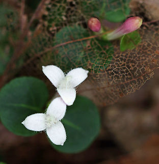 Partridge Berry - Mitchella repens These low evergreen plants form large mats that cover large areas of the forest floor. They have white flowers, shiny, green leaves and bright red berries that have two dimples. Each partridge berry has two dimples because each berry grows from two flowers...Both flowers must be pollinated in order to develop a single red berry. So, each berry is the result of the fusion of ovaries from the pair of pollinated flowers. This results in each berry having two bright red spots on its surface. These berries are edible, but pretty flavorless. They are high in vitamin C, anthocyanins, and antioxidants. 

Habitat: Deciduous forest
 Geotagged,Mitchella repens,Partridge berry,Summer,United States